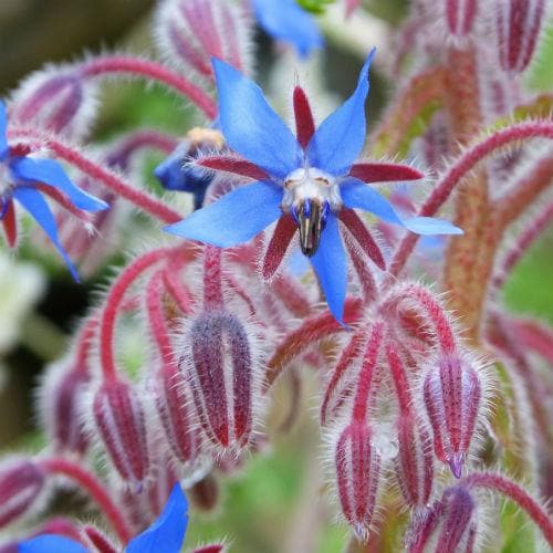 Borage - Future Forests