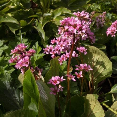 Bergenia cordifolia Pot | 9cm