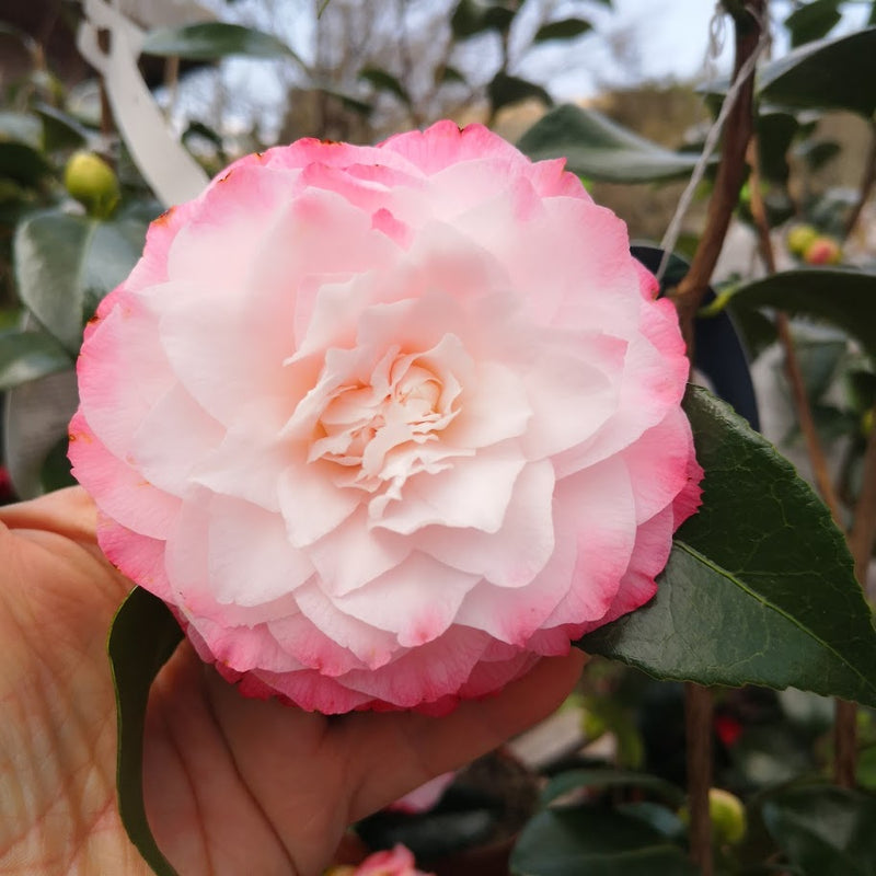 Camelia japonica Nuccio's Pearl