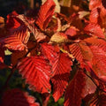 Carpinus betulus Rockhampton Red - Future Forests