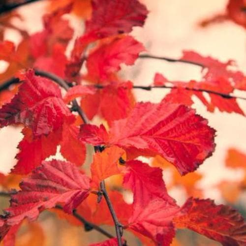 Carpinus betulus Rockhampton Red - Future Forests