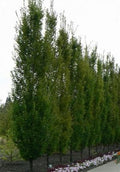 Carpinus betula fastigiata