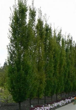 Carpinus betula fastigiata
