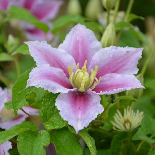 Clematis Piilu