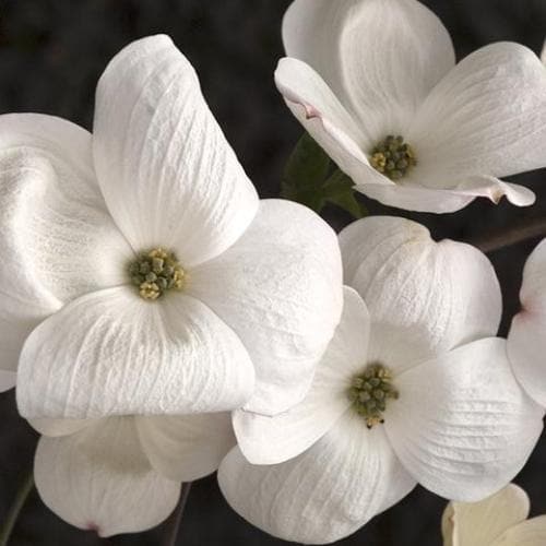 Cornus Eddie's White Wonder - Future Forests