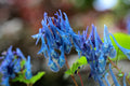 Corydalis curviflora subsp. rosthornii Blue Heron
