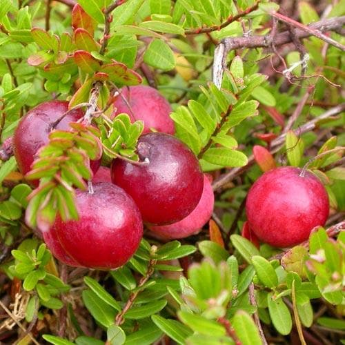 Cranberry Early Black - Future Forests