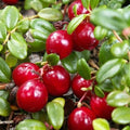 Cranberry Pilgrim - Future Forests