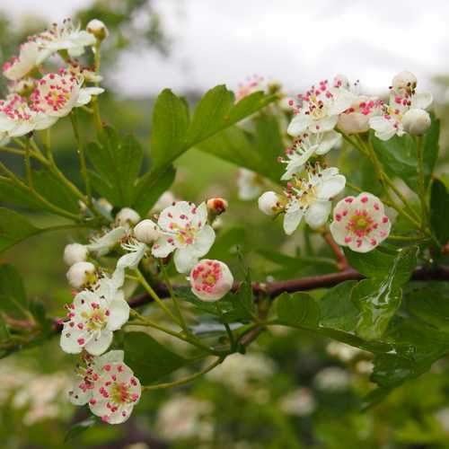 Crataegus monogyna - Future Forests