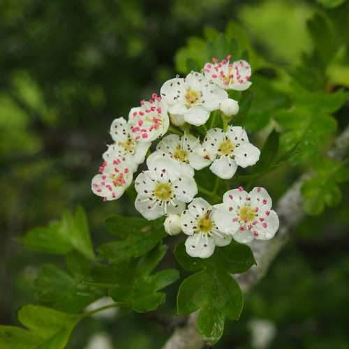 Crataegus monogyna - Future Forests