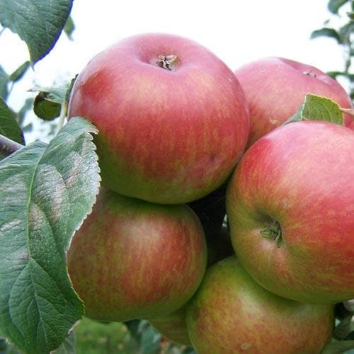 Apple Crawley Beauty - Future Forests