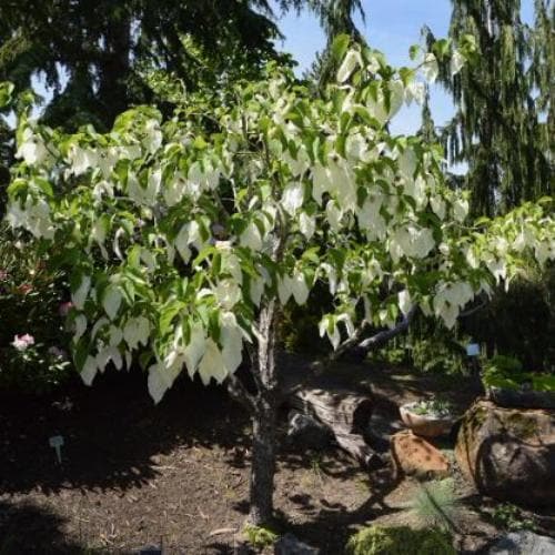 Davidia involucrata Sonoma - Future Forests