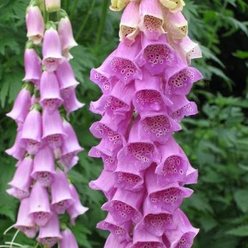 Digitalis purpurea - Future Forests