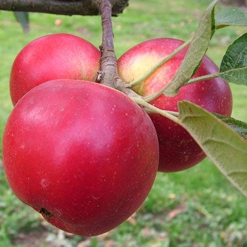 Apple Discovery - Future Forests