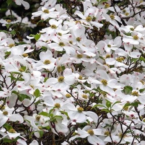 Cornus Eddie's White Wonder - Future Forests