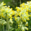 Primula veris Cabrillo