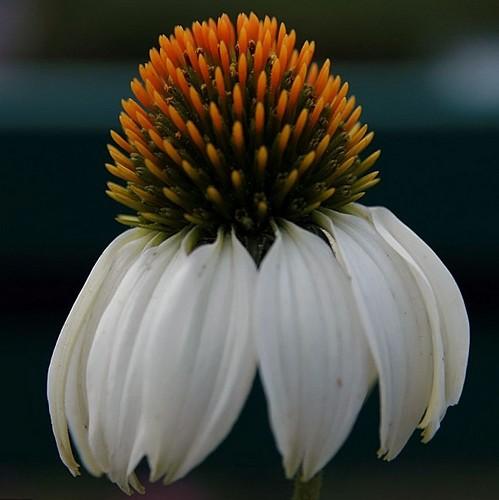 Echinacea purpurea White Swan - Future Forests