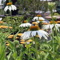 Echinacea purpurea White Swan - Future Forests