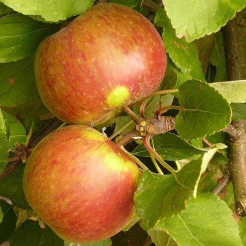 Apple Elstar - Future Forests