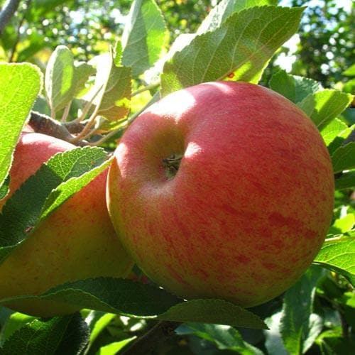 Apple Elstar - Future Forests