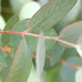 Eucalyptus gunnii 2L Pot