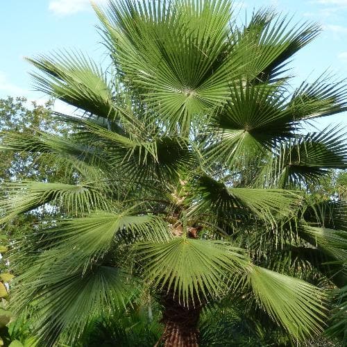 Washingtonia robusta