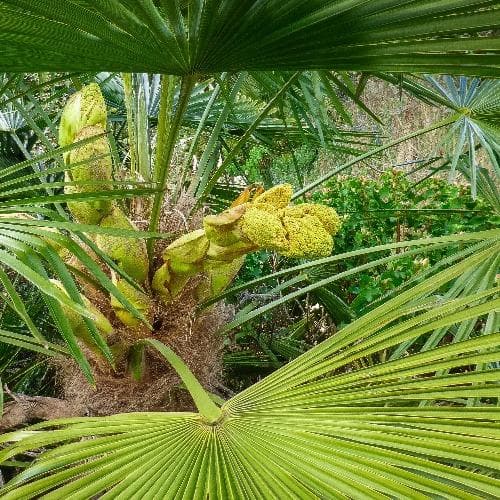 Chamaerops humilis