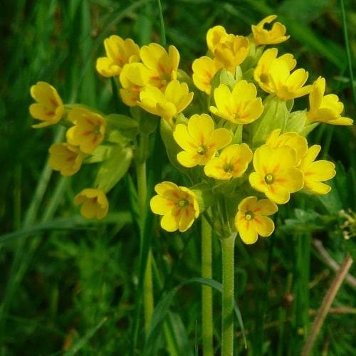 Primula veris Cabrillo