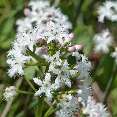 Menyanthes trifoliata - Bogbean