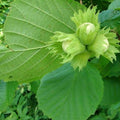 Filbert - Corylus avellana Hall’s Giant 2-3ft Bareroot