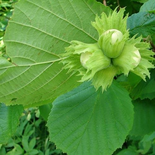 Filbert - Corylus avellana Hall’s Giant Bareroot | 3-4ft / Not provided / Not provided