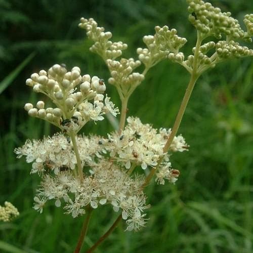 Filipendula ulmaria - Future Forests