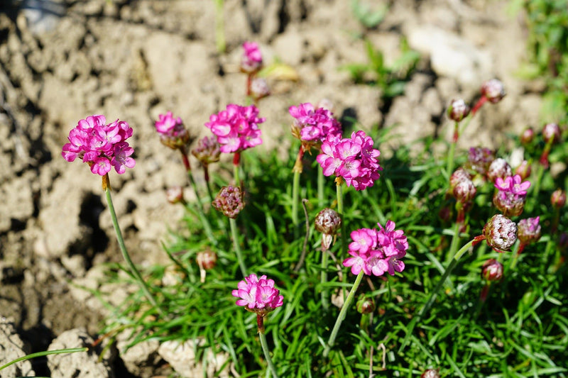 Alpine and Rockery Perennials Mix