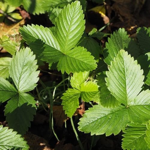 Fragaria vesca - Wild Strawberry - Future Forests