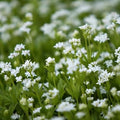 Galium odoratum - Future Forests