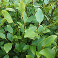 Griselinia littoralis Pot | 5L / 3ft / Collection/oversize only
