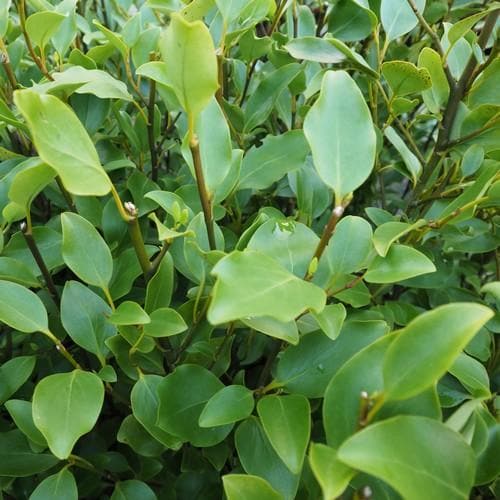Griselinia littoralis Pot | 5L / 3ft / Collection/oversize only