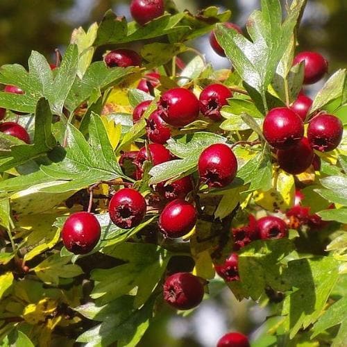 Crataegus monogyna - Hawthorn Bareroot | 1ft / Not provided / Certified Irish seed