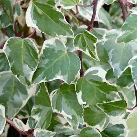 Hedera algeriensis Gloire de Marengo - Future Forests