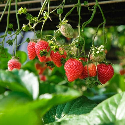 Strawberry Eros