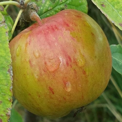 Apple Herefordshire Redstreak - Future Forests