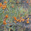 Sea Buckthorn Askola (Female) - Future Forests