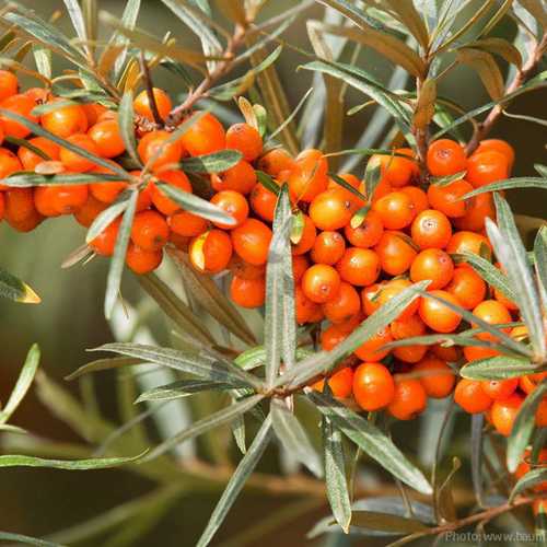 Hippophae rhamnoides - Sea Buckthorn Bareroot | 3-4ft