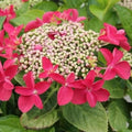 Hydrangea macropylla Teller Red - Future Forests