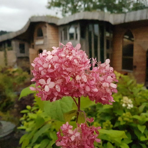 Hydrangea arborescens Pink Annabelle