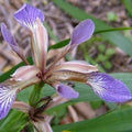 Iris foetidissima AGM - Future Forests