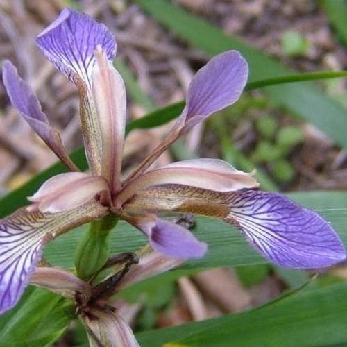 Iris foetidissima AGM 9cm Pot