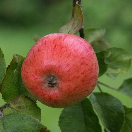 Apple Irish Peach - Future Forests