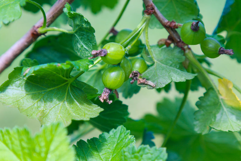 Gooseberry Hinnonmaki Green