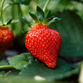 Strawberry Eros Bareroot